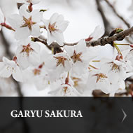 Garyu Sakura