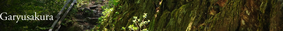 Garyu Sakura