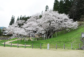 image：Garyu sakura 1