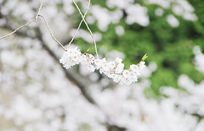 イメージ：臥龍桜の風景 2